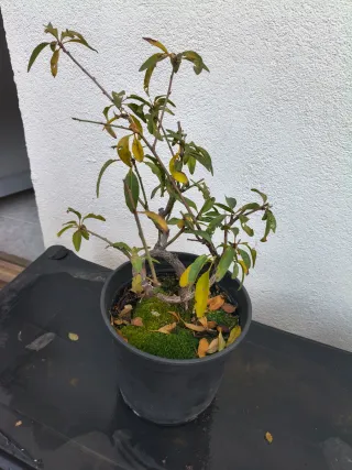 Prebonsai Almendro con movimiento