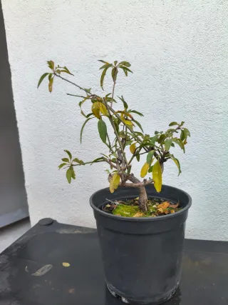 Prebonsai Almendro con movimiento