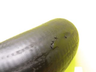 TUBO IVECO DAILY (9)