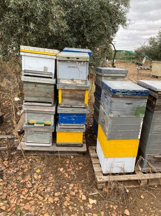 Colmenas de madera y metal