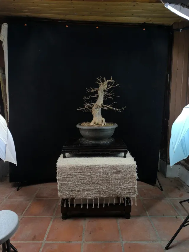 Bonsái Arce Tridente