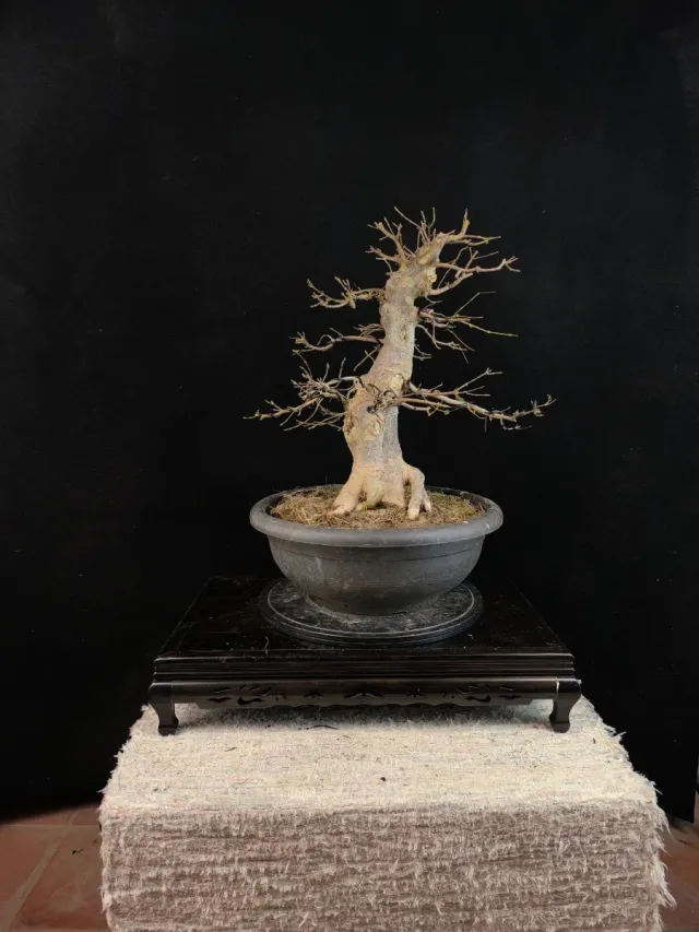 Bonsái Arce Tridente