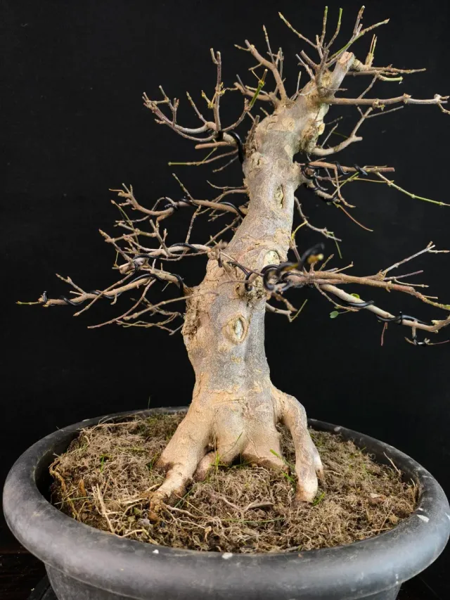 Bonsái Arce Tridente