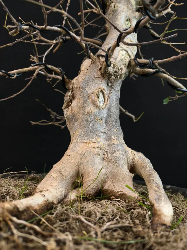 Bonsái Arce Tridente