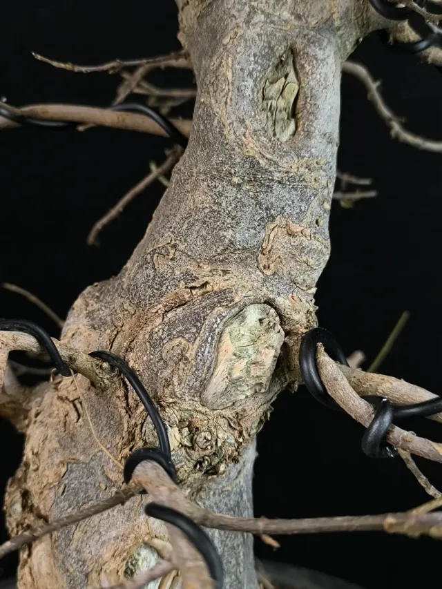 Bonsái Arce Tridente