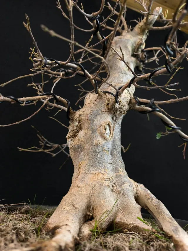 Bonsái Arce Tridente