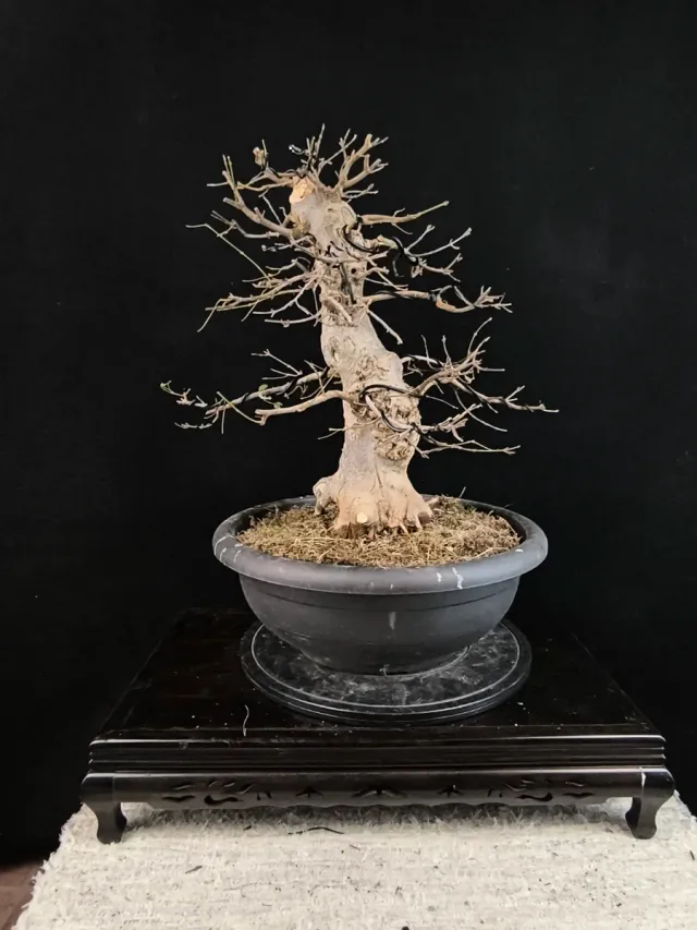 Bonsái Arce Tridente