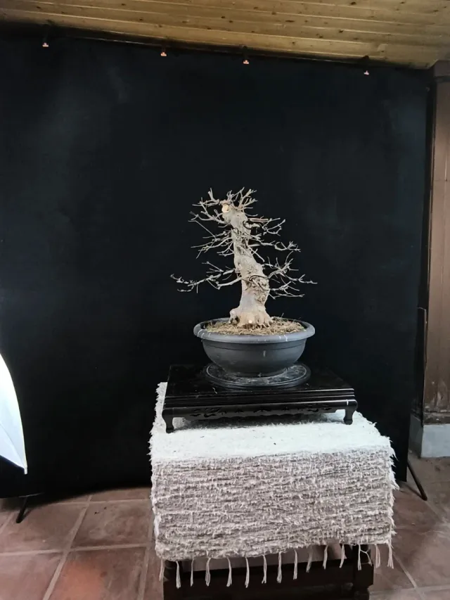 Bonsái Arce Tridente