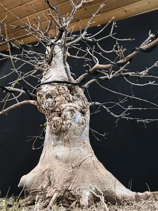 Bonsái Arce Tridente