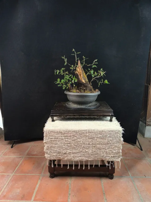 Bonsái Quercus Ilex