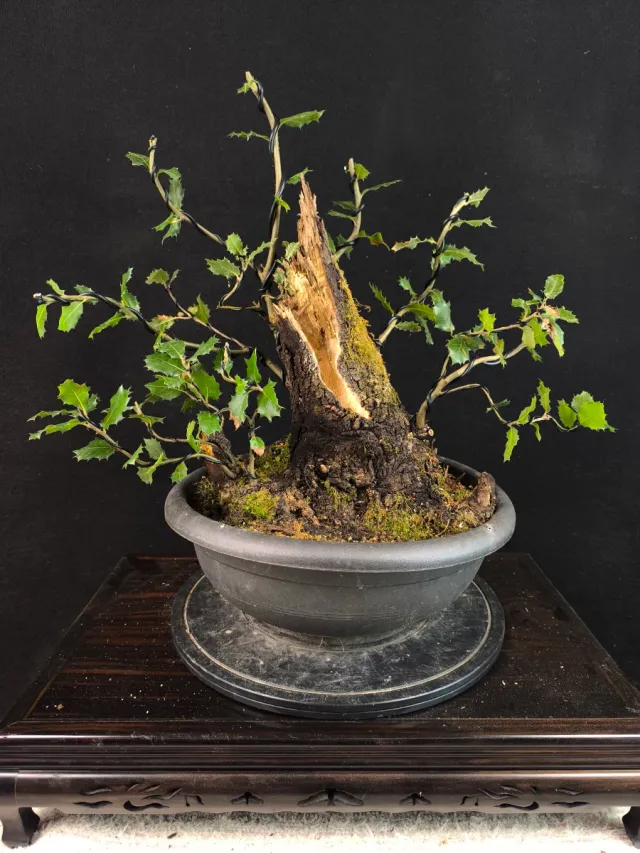 Bonsái Quercus Ilex