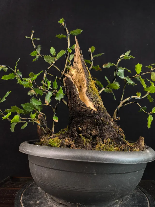 Bonsái Quercus Ilex