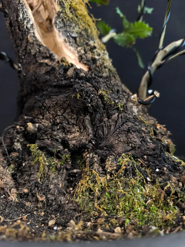 Bonsái Quercus Ilex