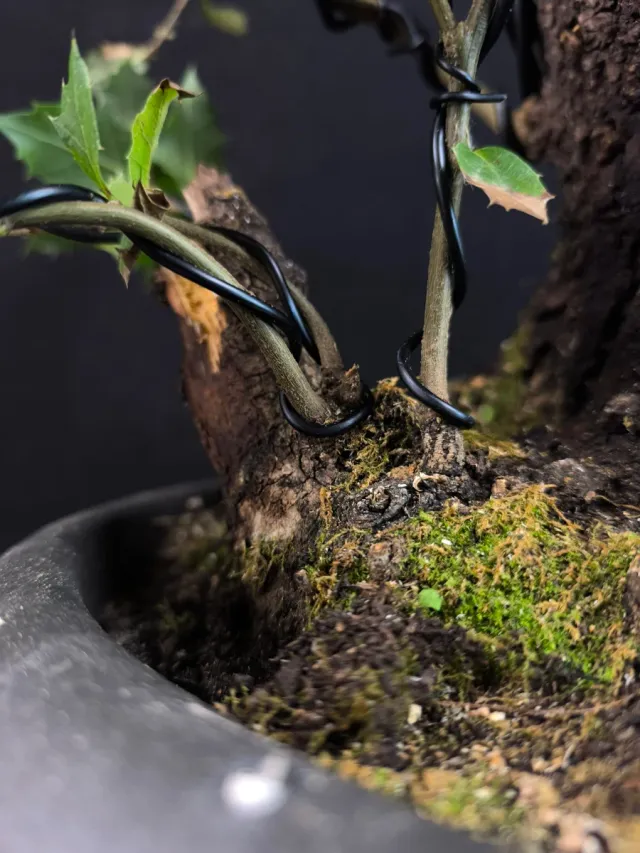 Bonsái Quercus Ilex