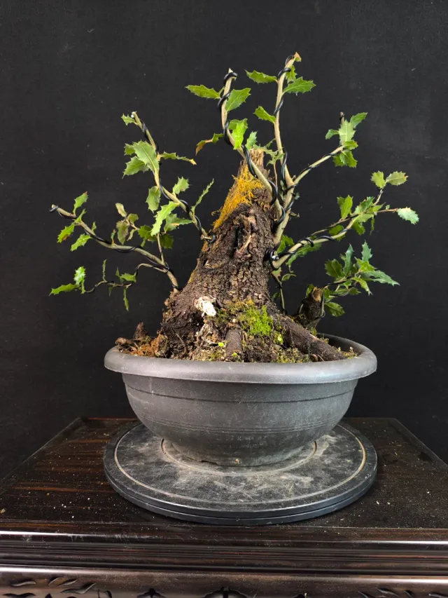 Bonsái Quercus Ilex