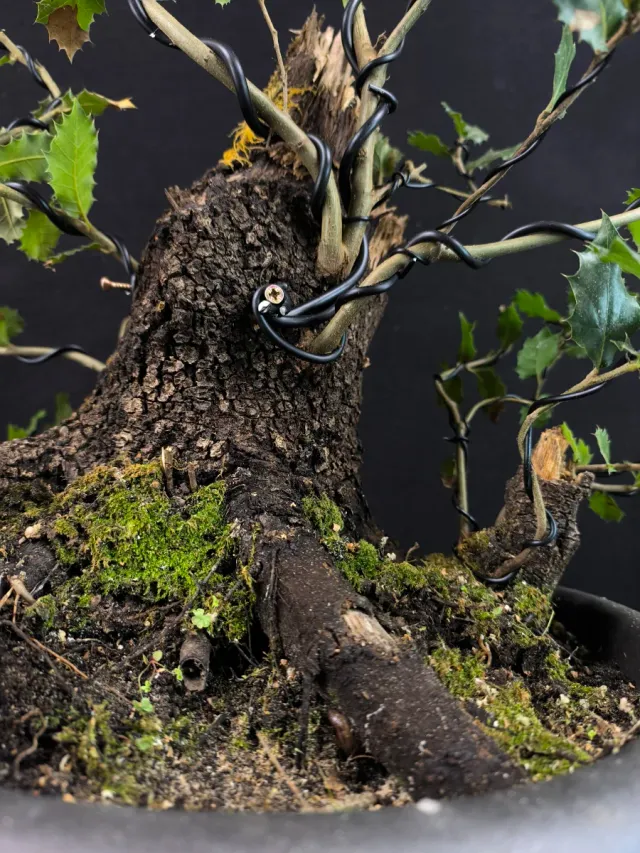 Bonsái Quercus Ilex