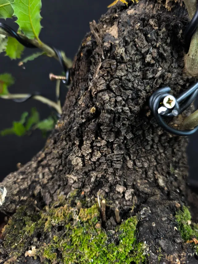 Bonsái Quercus Ilex