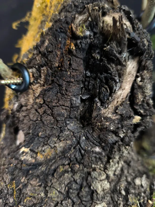 Bonsái Quercus Ilex