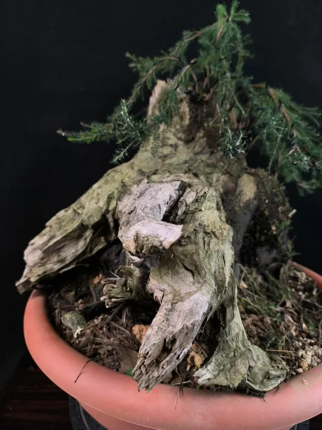 Bonsai da giardino