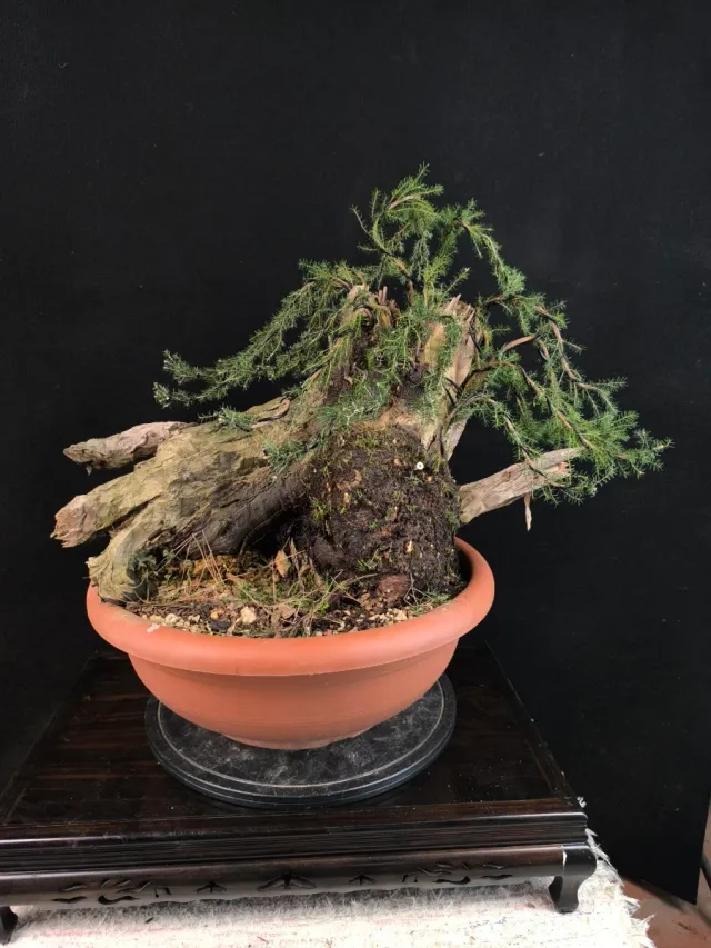 Bonsai da giardino