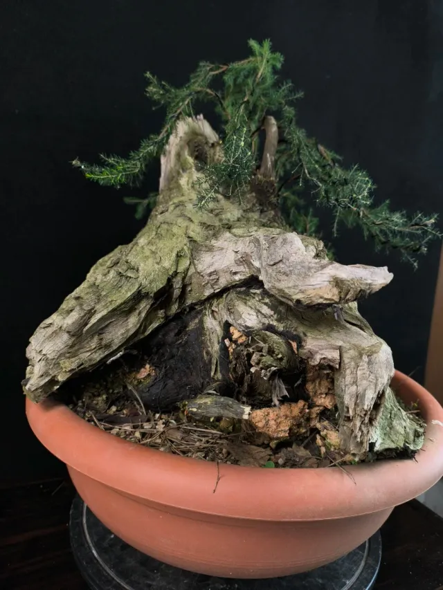 Bonsai da giardino