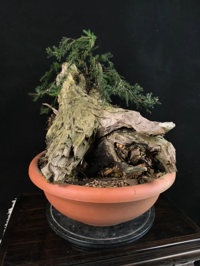 Bonsai da giardino