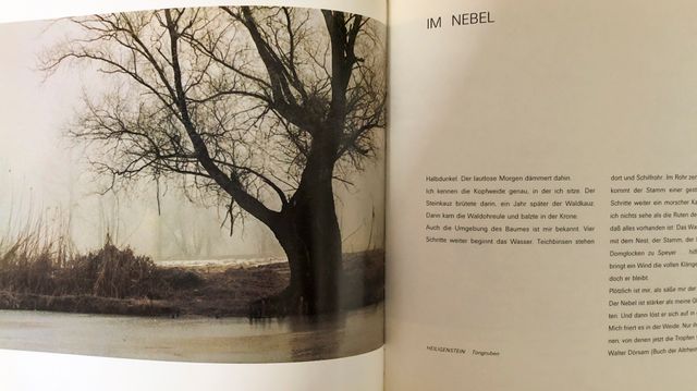 DER ALTE RHEIN o EL VIEJO RIN