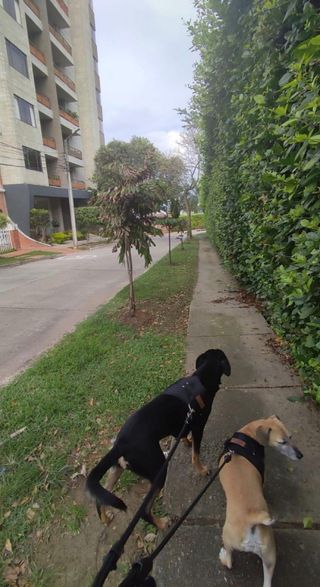 Paseo/cuidados caninos