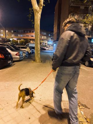 Paseo/cuidados caninos