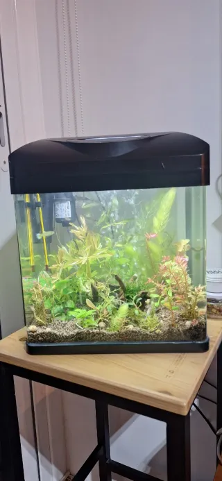 Acuario 18L con accesorios