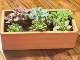 Piante grasse miste in vaso già radicate 6 piante