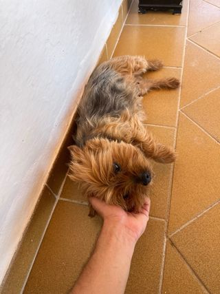 Cuidados en casa y paseos de perros.