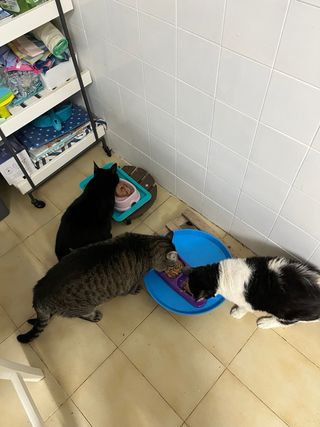 Cuidados en casa y paseos de perros.