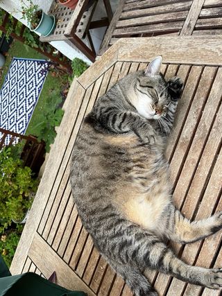Cuidados en casa y paseos de perros.