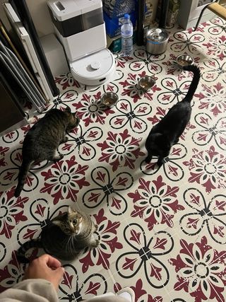 Cuidados en casa y paseos de perros.