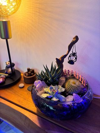 Terrario Suculentas y Cactus Artesanal