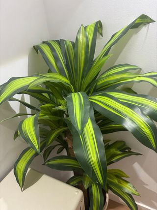 Planta Drácena Artificial Realista grandeMAIA SHOP