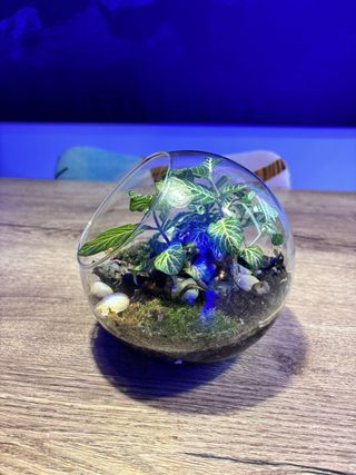 Terrario de Cristal con Fittonia y Piedras