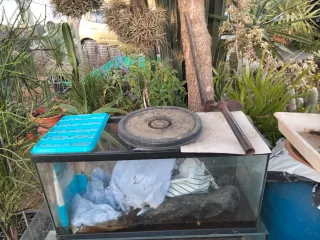 Set di acquari in buono stato di seconda mano