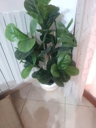 Pianta artificiale Ficus Lyrata