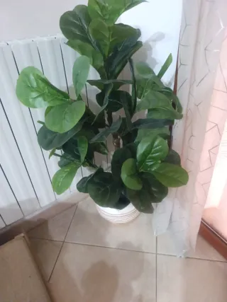 Pianta artificiale Ficus Lyrata