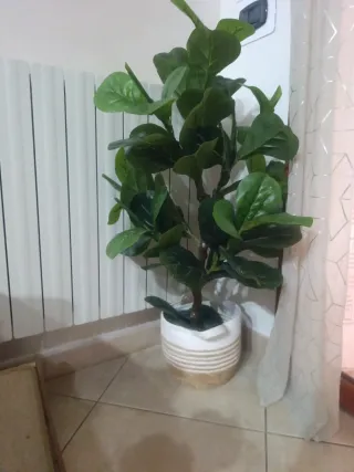 Pianta artificiale Ficus Lyrata