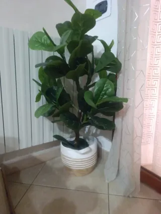 Pianta artificiale Ficus Lyrata