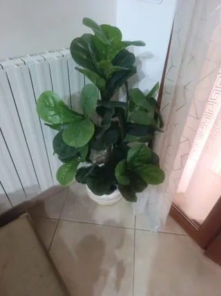 Pianta artificiale Ficus Lyrata