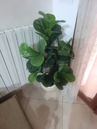 Pianta artificiale Ficus Lyrata