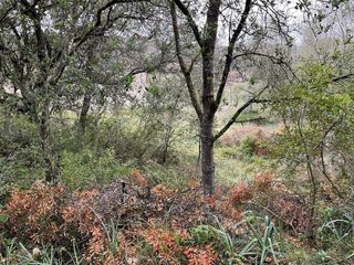 Terreno en venta en Artà en Artà