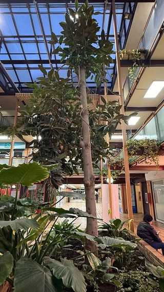 Local comercial en venta en Villalba Estación en Collado Villalba