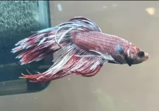 Acuario ICA AQUALED 45  (38l)