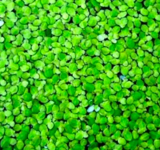 Lenteja de agua (Lemna minor)