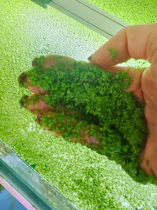 Lenteja de agua (Lemna minor)